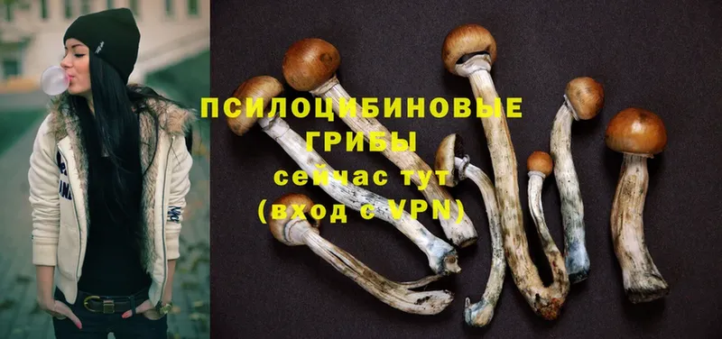 Псилоцибиновые грибы Psilocybe  Пудож 